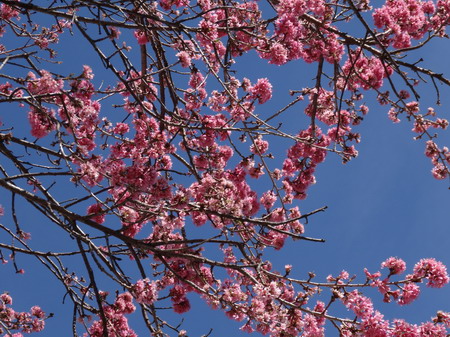 ���㲩��(�й�)�ٷ���վ