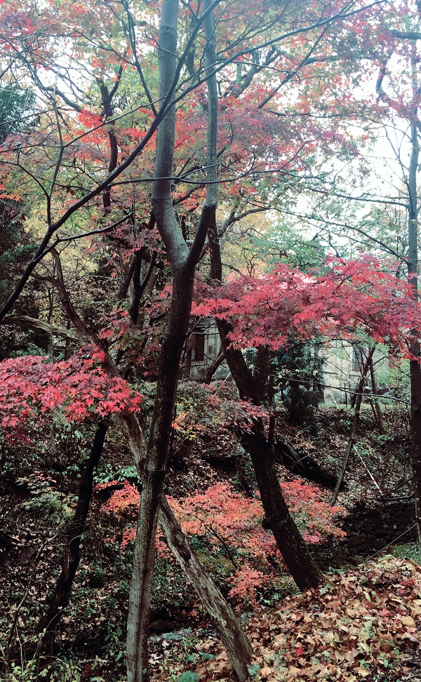 ���㲩��(�й�)�ٷ���վ